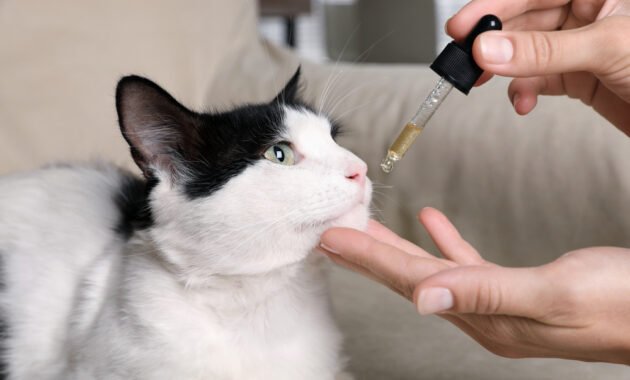 cbd-oil-for-cats