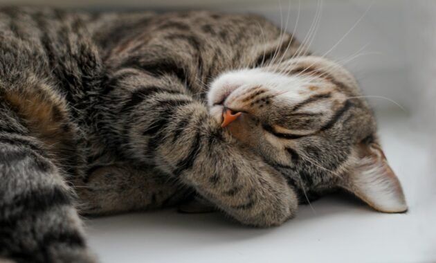 why-do-cats-sleep-so-much?