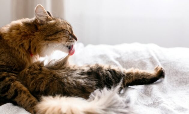 hair-loss:-the-cat-licks-its-fur-away-–-why?