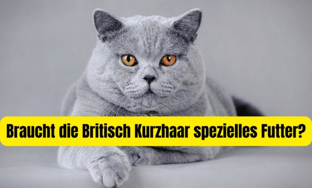 the-right-food-for-british-shorthair-cats