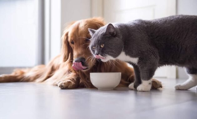 can-cats-eat-dog-food?