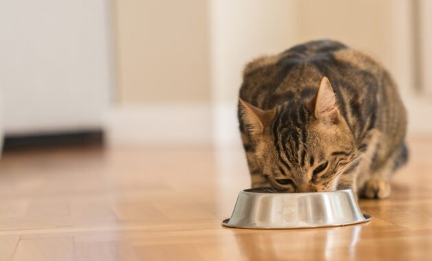 feed-your-cat-properly-–-wrong-food-makes-you-sick