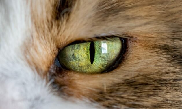 “can-cats-see-colors?”-–-5-fun-facts-about-cat-eyes