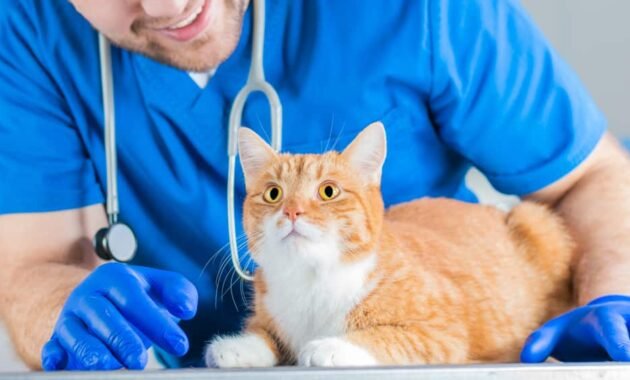 help-for-free-roaming-cats:-how-to-recognize-a-giardia-infection