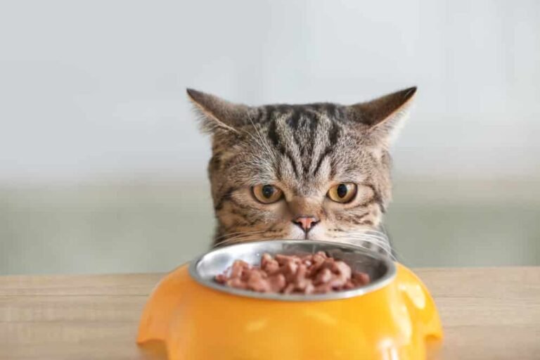 What Is Crude Ash In Cat Food