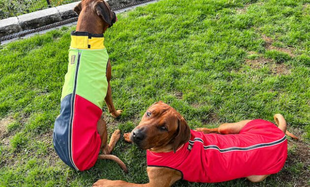 rr-dog's-ware-–-dog-coats-for-every-occasion