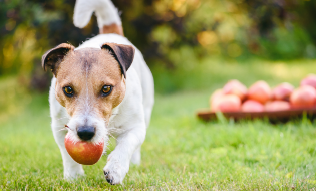 can-dogs-eat-apples?