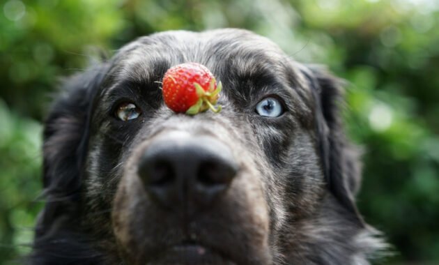 can-dogs-eat-strawberries?