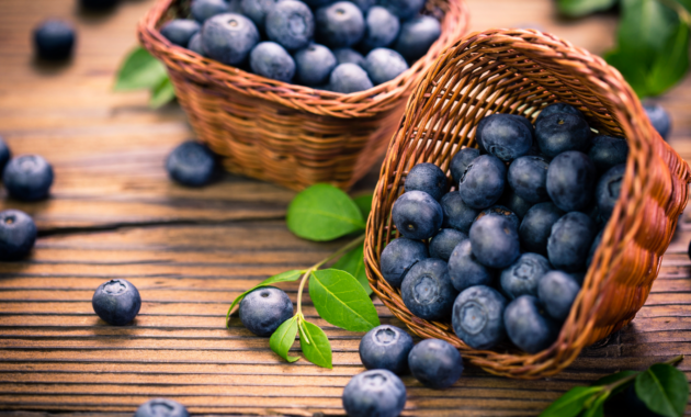 can-dogs-eat-blueberries?