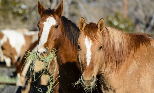 supplementary-feed-for-horses