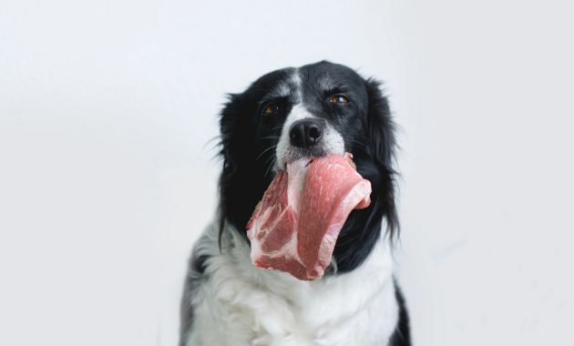 barf-for-beginners:-what-supplements-do-dogs-need?