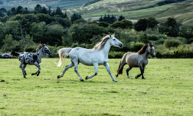 zinc-deficiency-in-horses