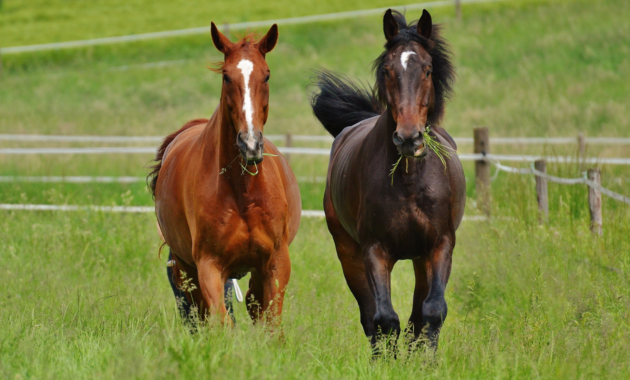 gastrointestinal-problems-in-horses