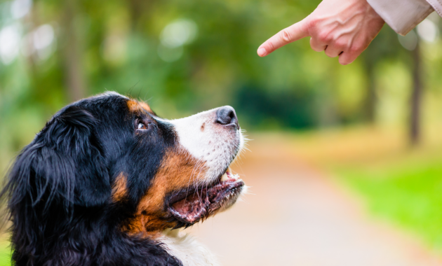 your-dog-should-master-these-7-commands