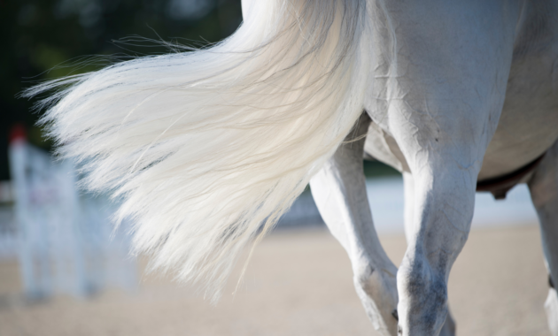 grooming-horse