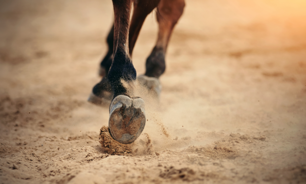 hoof-care:-this-is-how-horses-hooves-stay-healthy