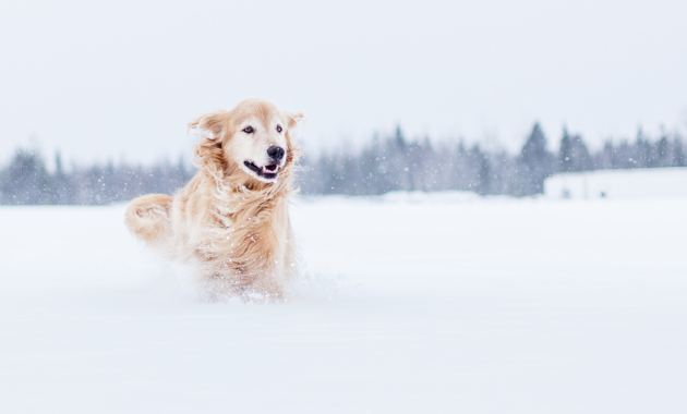 winter-with-a-dog:-you-have-to-pay-attention-to-this