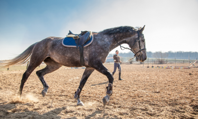 horse-muscle-building-–-feed-selection-and-targeted-training