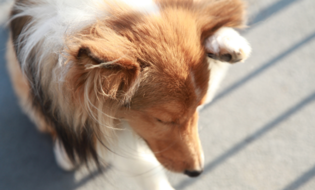 dandruff-in-dogs:-is-dry-skin-the-cause?