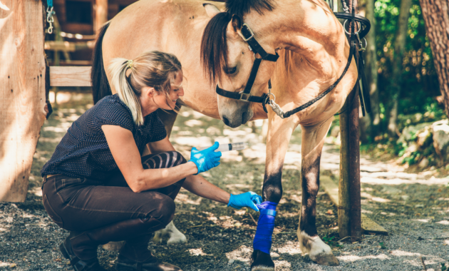 arthrosis-horse-–-cause,-treatment-and-prevention