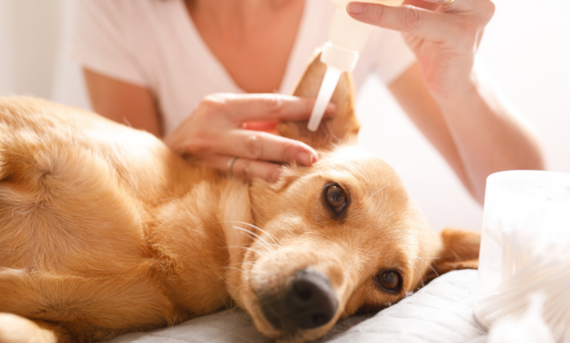 ear-infection-in-dogs:-home-remedies-or-vet?