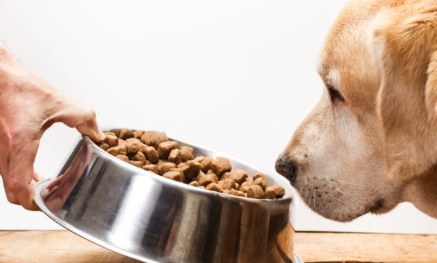 my-dog-​​won't-eat!-this-is-how-you-stimulate-your-appetite-again