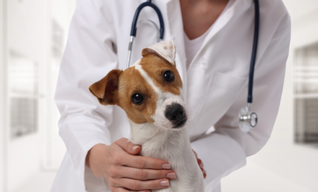 vaccinations-in-dogs:-what,-when-and-how-often-to-vaccinate?