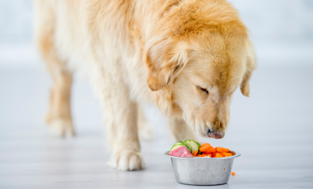 vitamin-deficiency-in-dogs:-effects-and-how-you-can-prevent-them