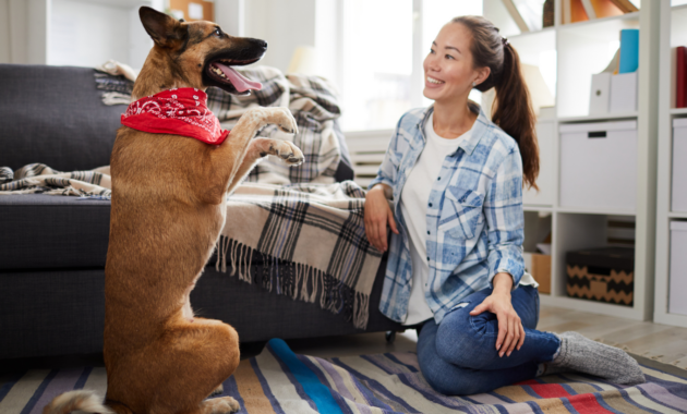 rainy-weather-and-now?-how-to-exercise-your-dog-indoors