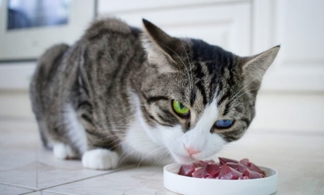 cat-food-with-a-high-meat-content:-our-5-recommendations