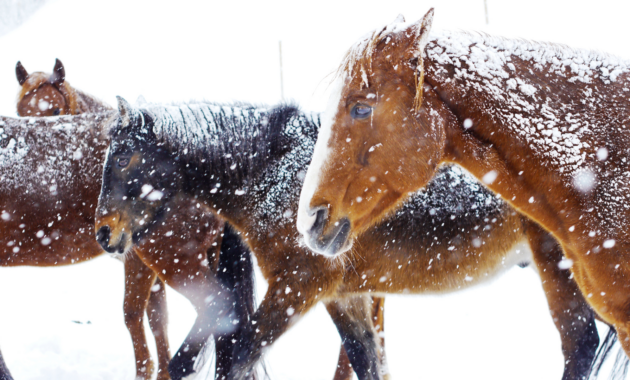 horses-in-winter