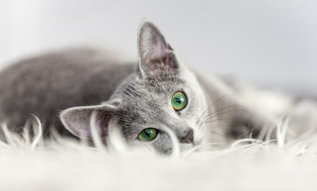 gray-cats:-here's-what-you-need-to-know-about-them