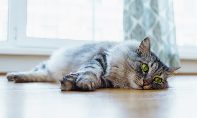 cat-with-stomach-pain:-symptoms,-causes,-and-treatments