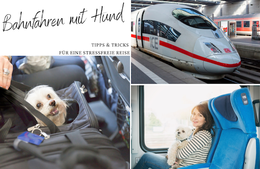 traveling-by-train-with-a-dog:-tips-and-tricks-for-a-stress-free-journey