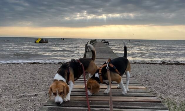 norway-with-a-dog-and-camper