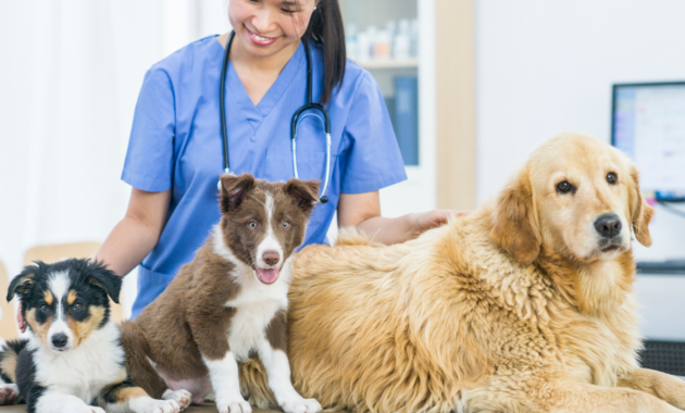 pet-insurance-and-vet-expenses