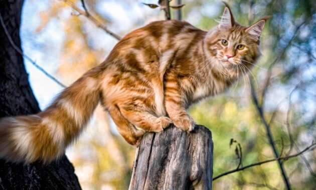 portrait-of-the-maine-coon-cat