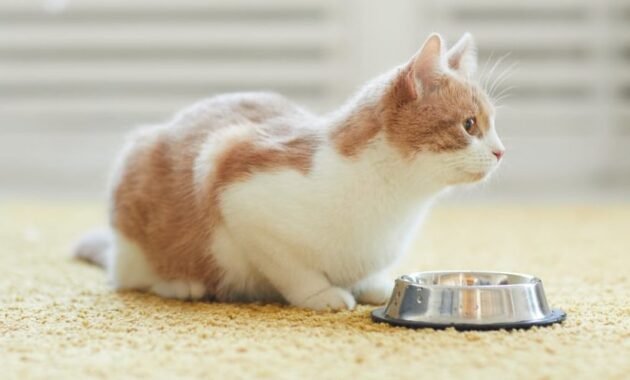 food-allergies-in-cats-–-recognize-and-treat