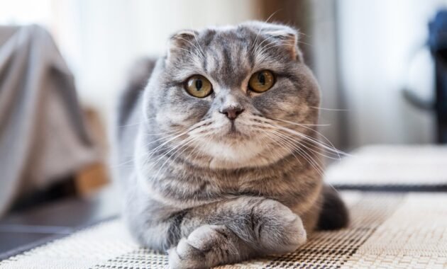 scottish-fold-cat-–-character,-features-and-attitude