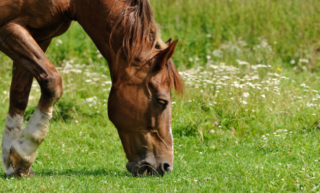 spring-check-for-the-horse:-fit-for-the-pasture?