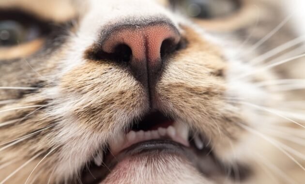 unpleasant-for-cat-noses:-which-smells-do-cats-not-like?