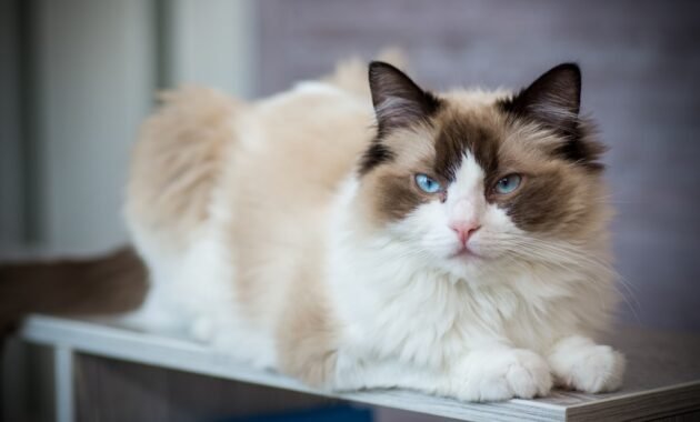 ragdoll:-a-cat-with-a-very-special-character