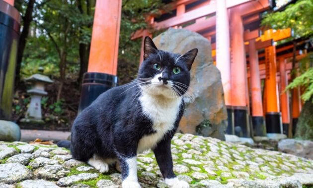 japanese-cat-names:-the-best-300-names-from-japan-for-your-darling