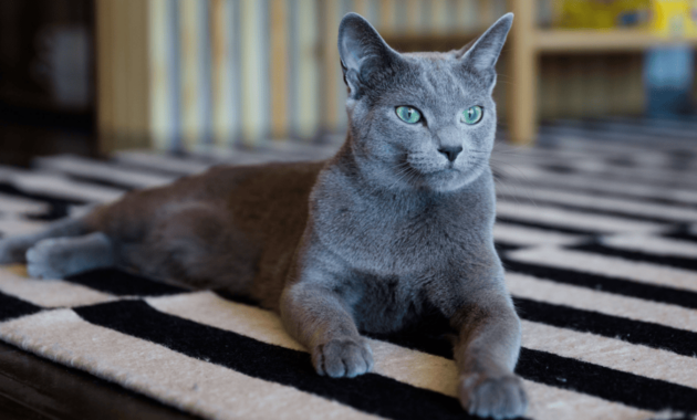 russian-blue-cat:-elegant,-playful,-calm