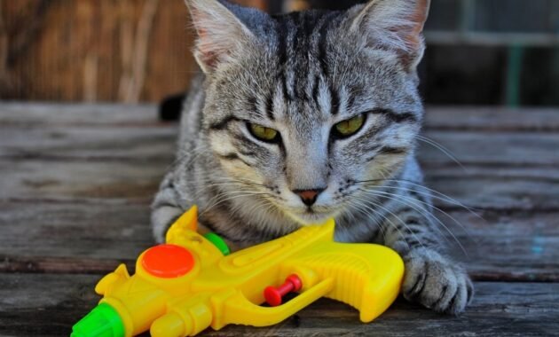 cats-punish-with-water-–-that's-why-the-water-gun-is-not-a-good-idea!