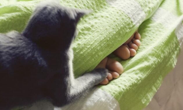 the-cat-attacks-feet-–-causes-&-weaning