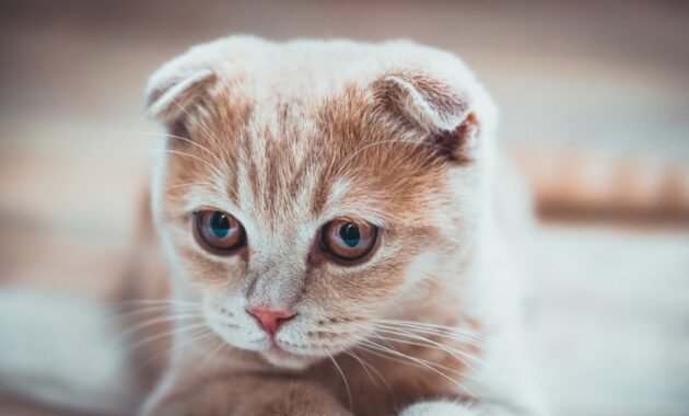 ocd-in-cats-–-the-inherited-disease-of-the-scottish-fold