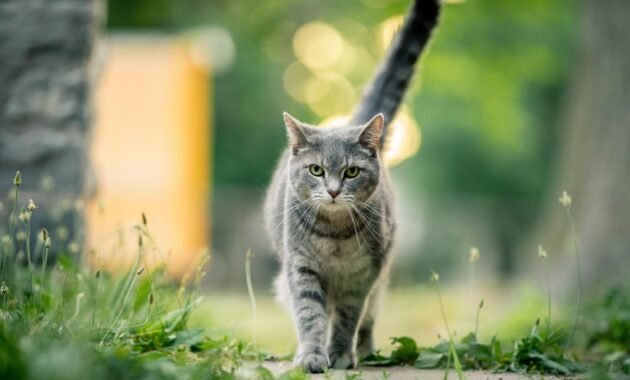 keeping-the-cat-outside:-the-most-important-tips-for-outdoor-cats