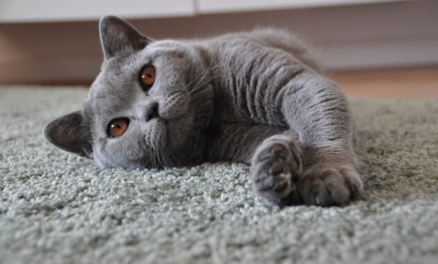 2,000-years-of-history:-the-british-shorthair