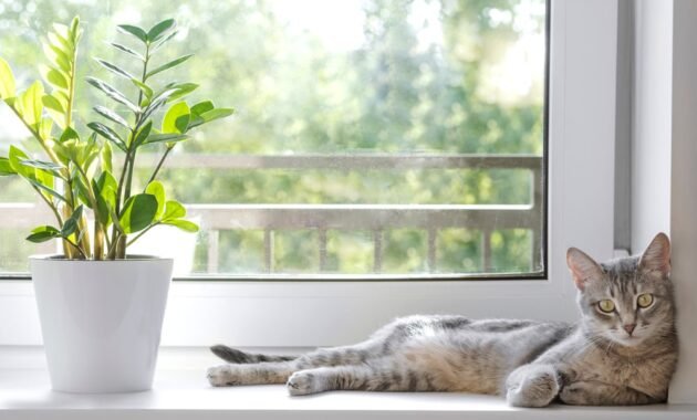 houseplant-lucky-feather:-toxic-for-cats?